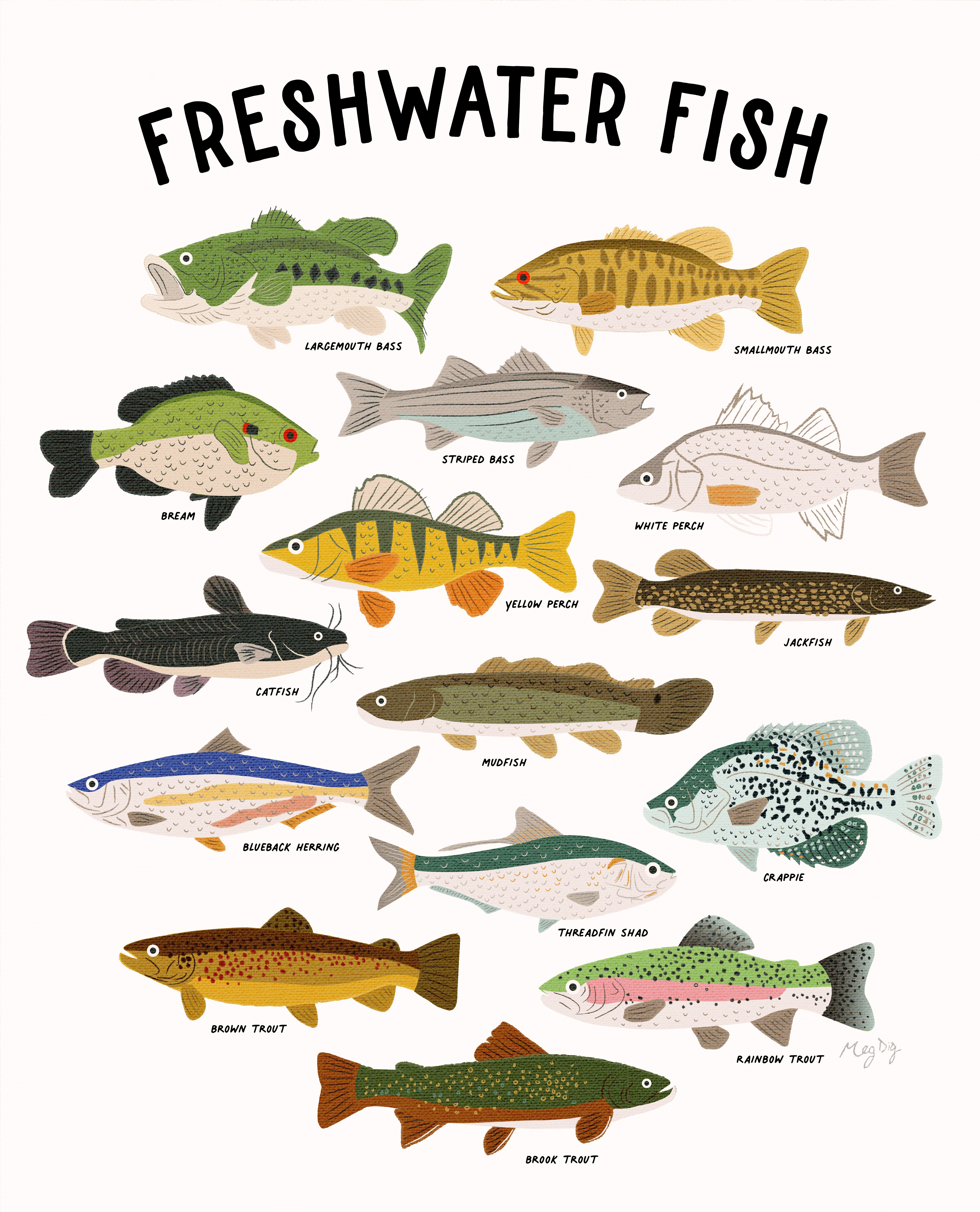 Fish and Lures Art Print digital illustration fish fishing freshwater graphic design lures saltwater