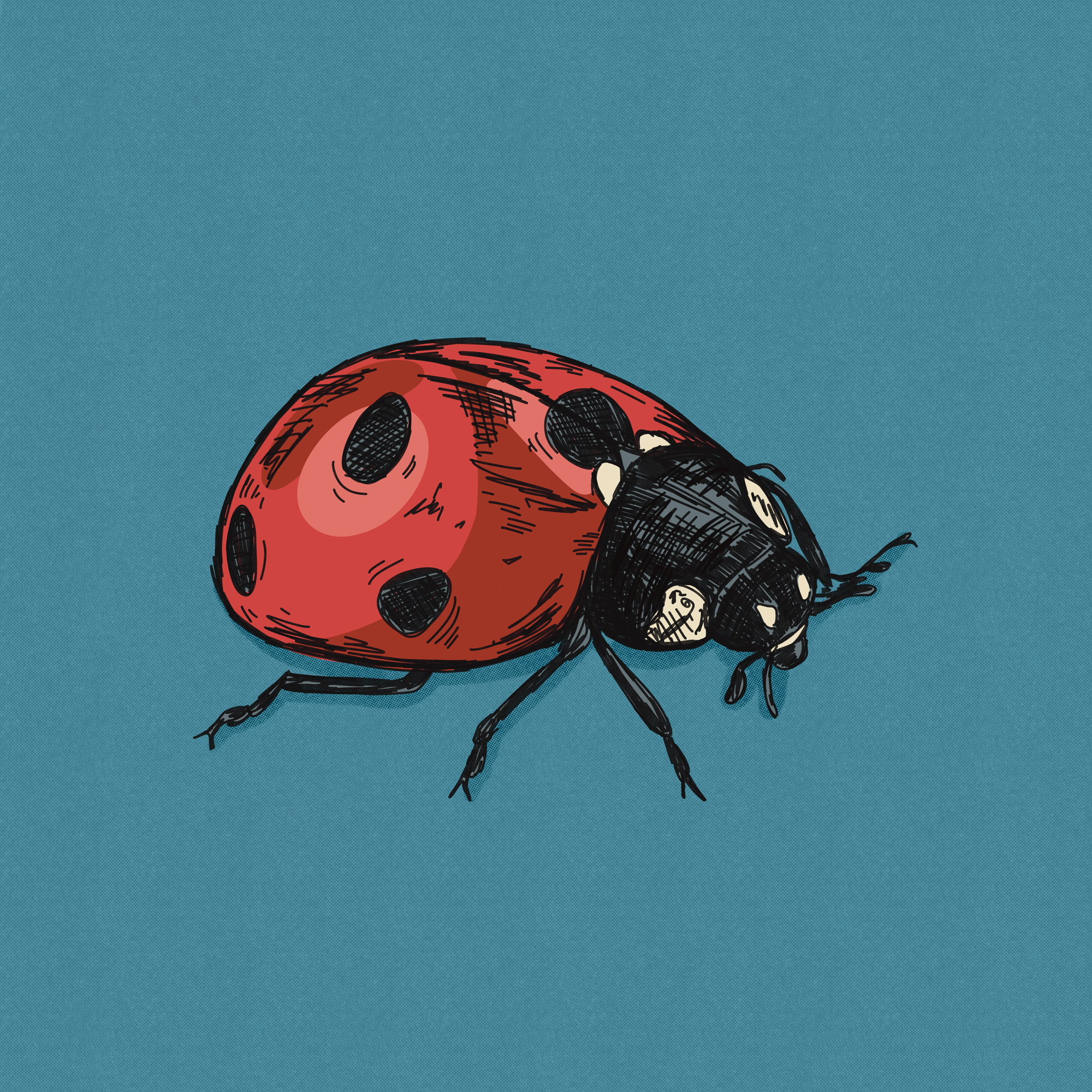 Lady Bug Illustration bug cute drawing garden hand drawn illustration illustration art illustrator ink insect ladybird ladybug lucky pen and ink pen art pen drawing pen illustration sketch sketchy texture