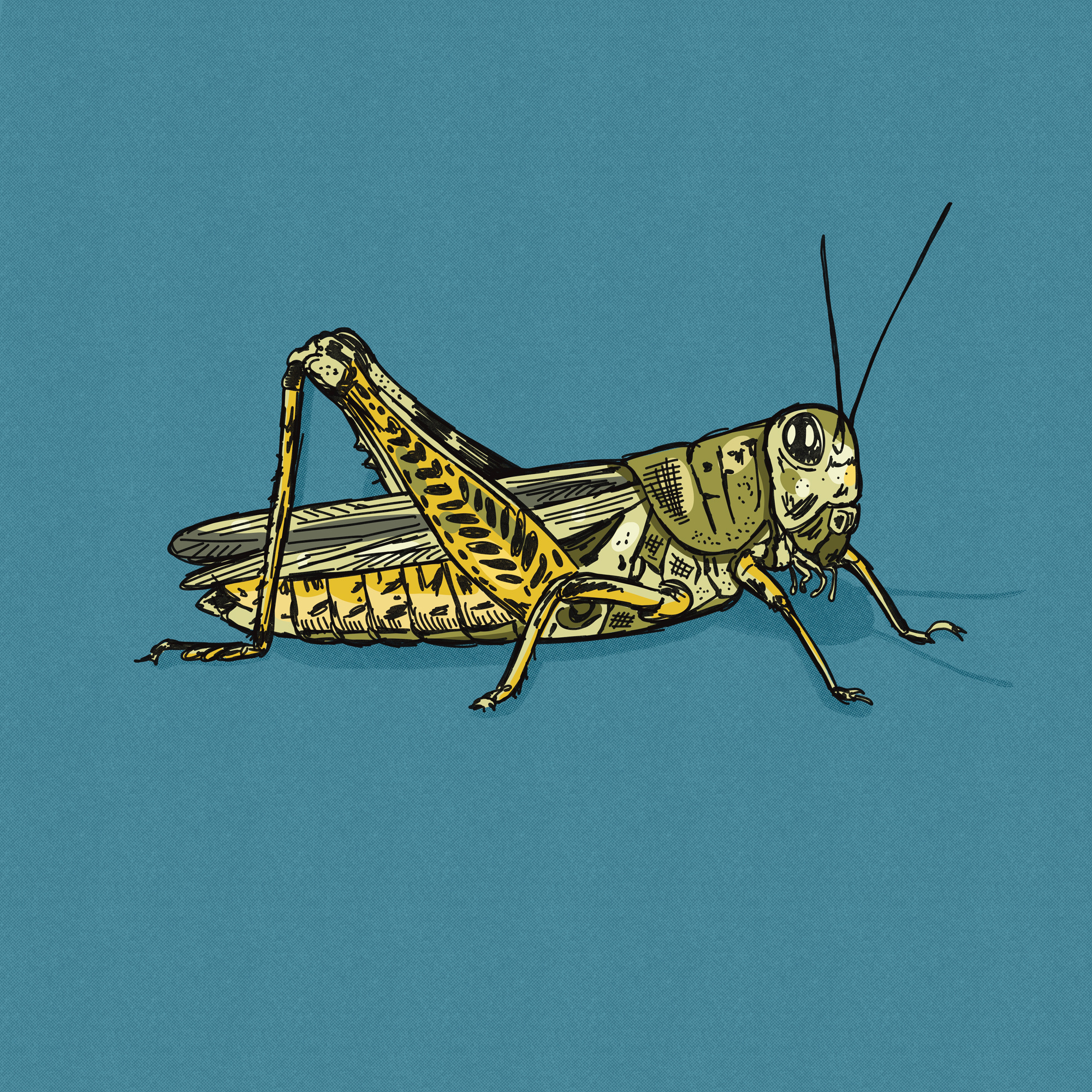 Grasshopper hand-drawn illustration art bug drawing ecosystem editorial art garden grasshopper hand drawn illustration illustration art ink insect nature pen and ink pen art pen illustration pen sketch pest sketch wildlife