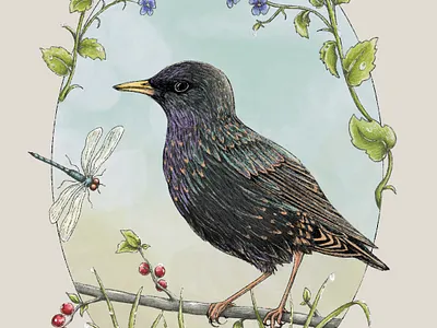 Starling - StoryBook Style Illustration art drawing illustration natureillustration procreate storybook