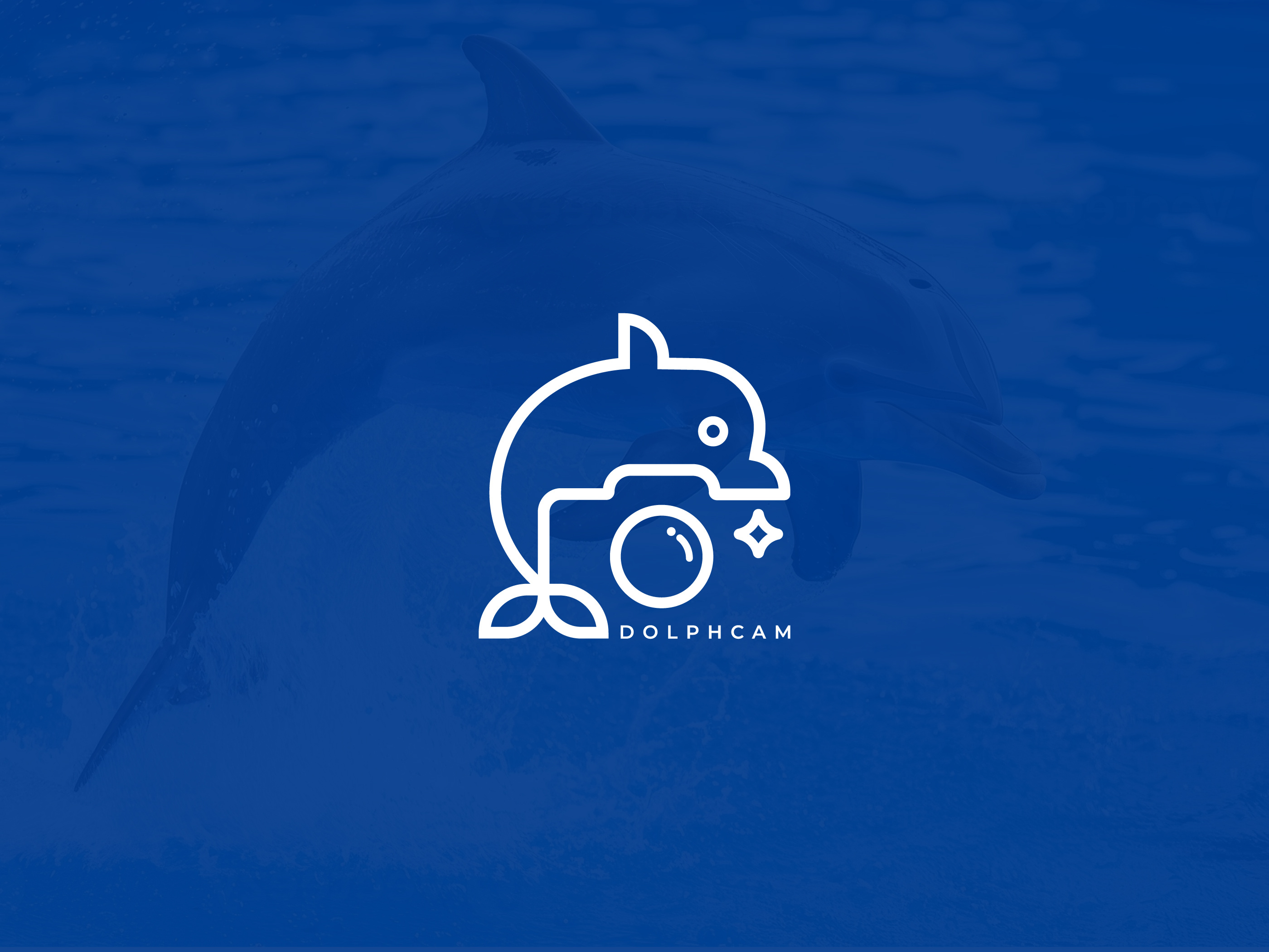 Introducing DolphCam animation brand identity branding camera logo corporate branding creative logo creative logo design design dolphin logo feminine logo graphic design illustration logo design minimalist logo design personal branding photography logo spa logo tech branding tech logo typography