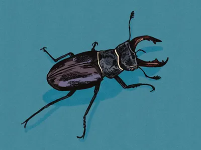 Stag Beetle Illustration beetle bug crawler creepy drawing editorial art hand drawn illustration illustration art illustrator insect pinchers sketch spot illustration stag texture textures vintage