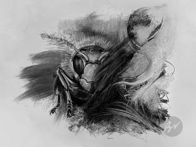 Charcoal drawing of a Hornet animal animalart art arte avispa avispon charcoal desenho dibujo drawing hornet insect predator sting stinger venom venomous vespa wasps yellowjacket