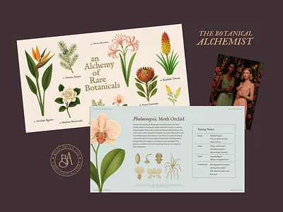 The Botanical Alchemist — Premium Gin Visual Identity botanical brand identity brand narrative branding cards cocktail design draw flower gin graphic design illustration label nature plants products visual identity