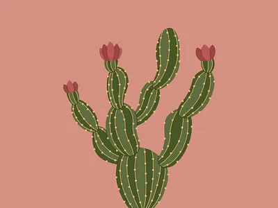 Кактус adobe illustrator cactus graphic design illustration procreate ui vector art vector graphic vector illustration ботаническая иллюстрация векторная иллюстрация векторный стиль иллюстрация кактус лето минимализм плоский стиль розовый суккулент