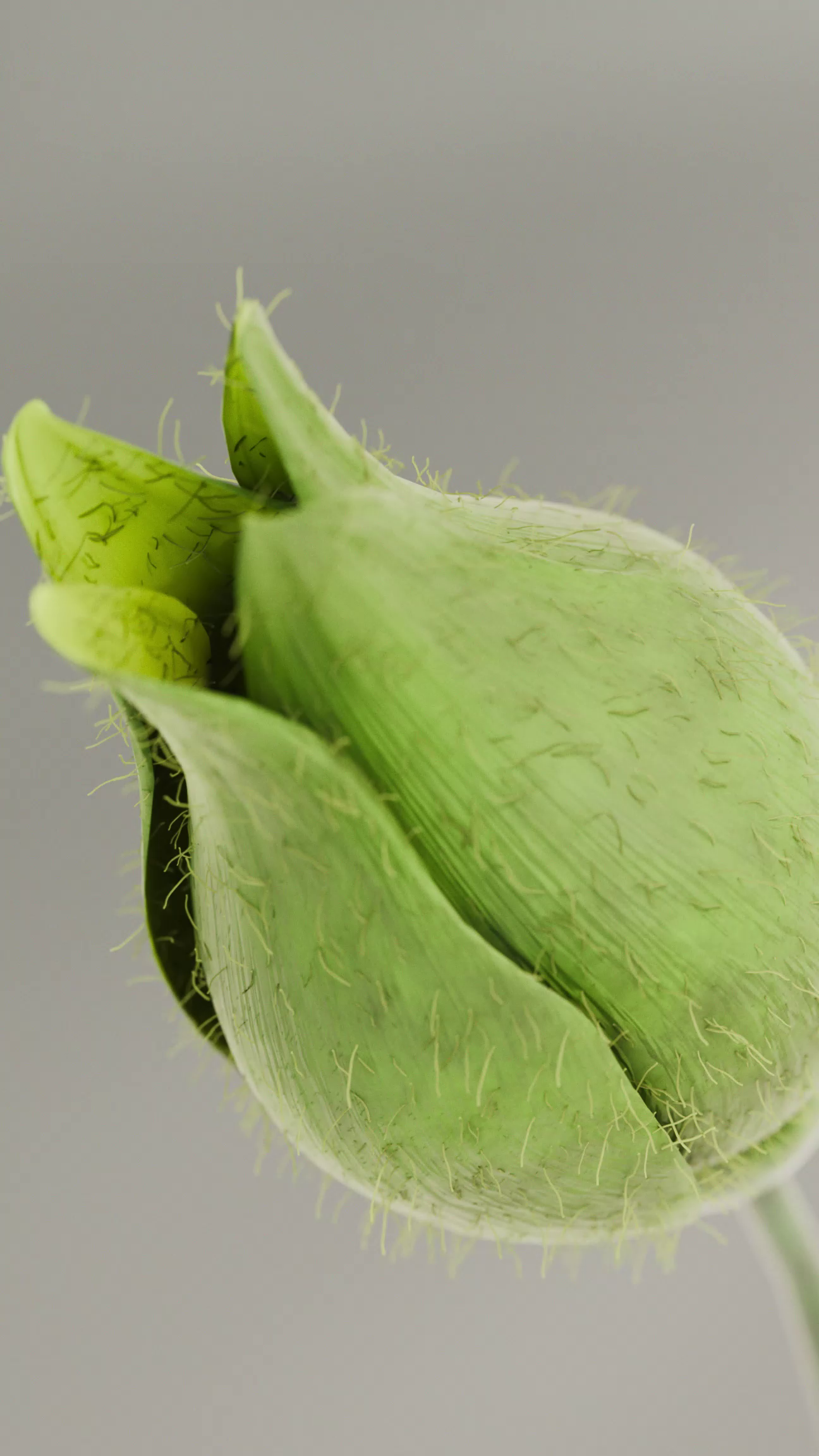 Organic Growth Animation