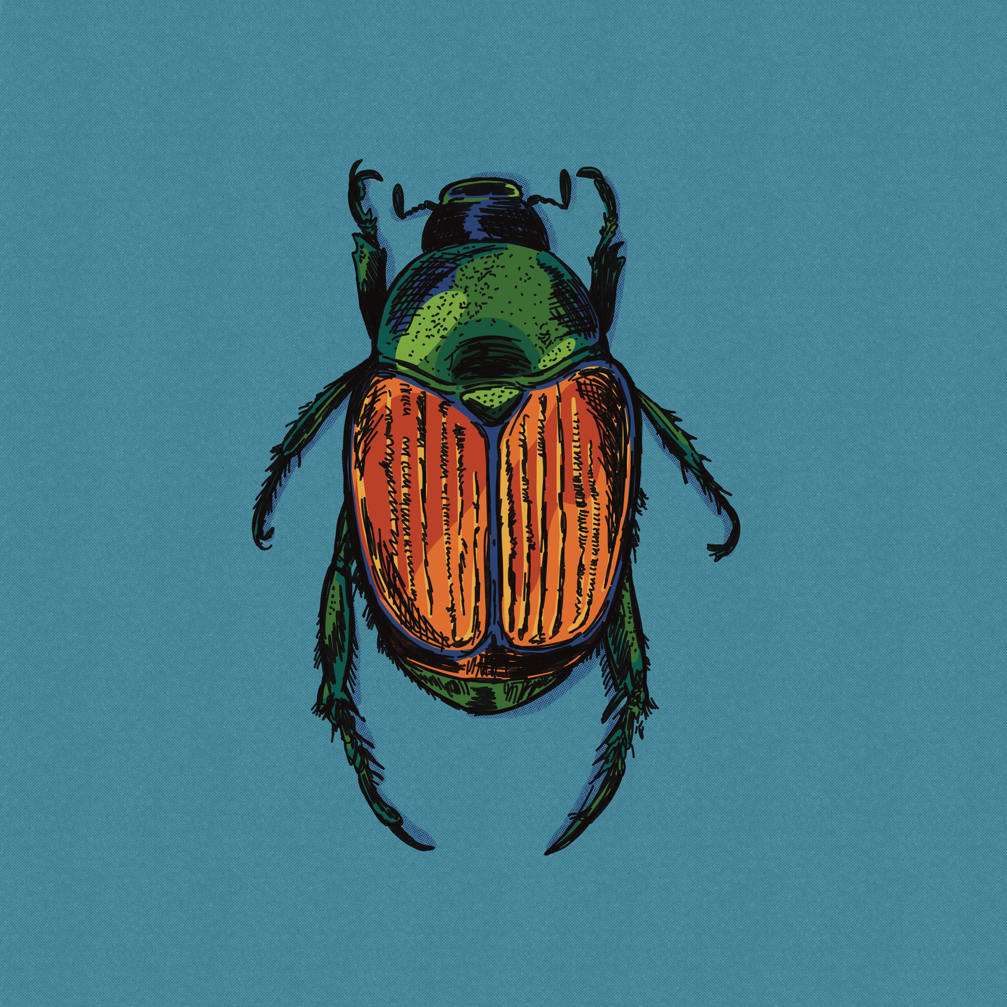 Japanese Beetle Illustration beetle bug collection digital art digital drawing digital illustration drawing garden hand drawn illustration illustration art insect invade japanese japanese beetle pest procreate series set texture