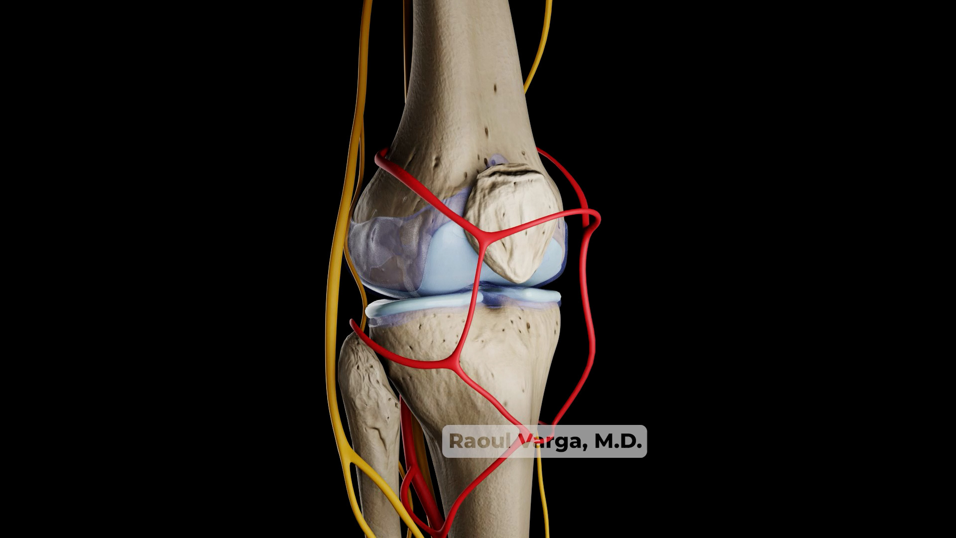 3D Medical Animation: Knee Joint 3d blender knee joint medical animation pain