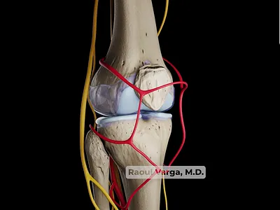 3D Medical Animation: Knee Joint 3d blender knee joint medical animation pain