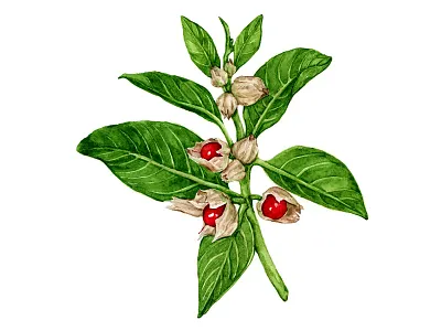 Nootropic herbs illustration - Ashwagandha adaptogens anxiety ashwagandha ayurveda book botanical floral food hand painted herbalism illustration ingredients medicinal herbs nootropic plant identification stress supplements watercolor wellness