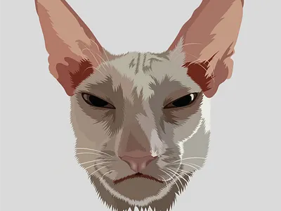 Cold Stare angry animal artwork cat character digitalart flatdesign illustration illustrator minimal portrait sphynx vector