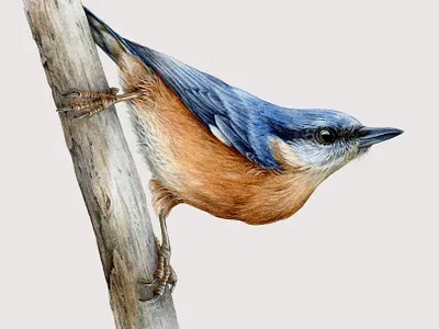 Hand drawn nuthatch bird watercolor illustration bird bird illustration branding commission custom illustration drawing hand drawn illustration nature nuthatch packaging packaging design wildlife illustration