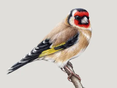 Hand drawn goldfinch watercolor realistic illustration animal animal illustration bird bird illustration commission custom illustration drawing hand drawn illustration packaging packaging design watercolor watercolor illustration