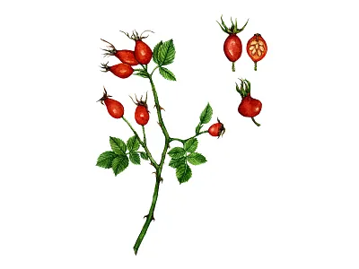 Rosehip botanical illustration book botanical floral food hand painted herbalism illustration ingredients medicinal herbs plant identification supplements tea watercolor wellness