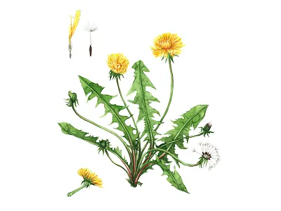 Dandelion botanical illustration book botanical floral food hand painted herbalism illustration ingredients medicinal herbs plant identification scientific supplements watercolor wellness