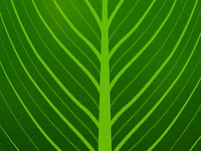 a leaf art design design concept graphic design illustration