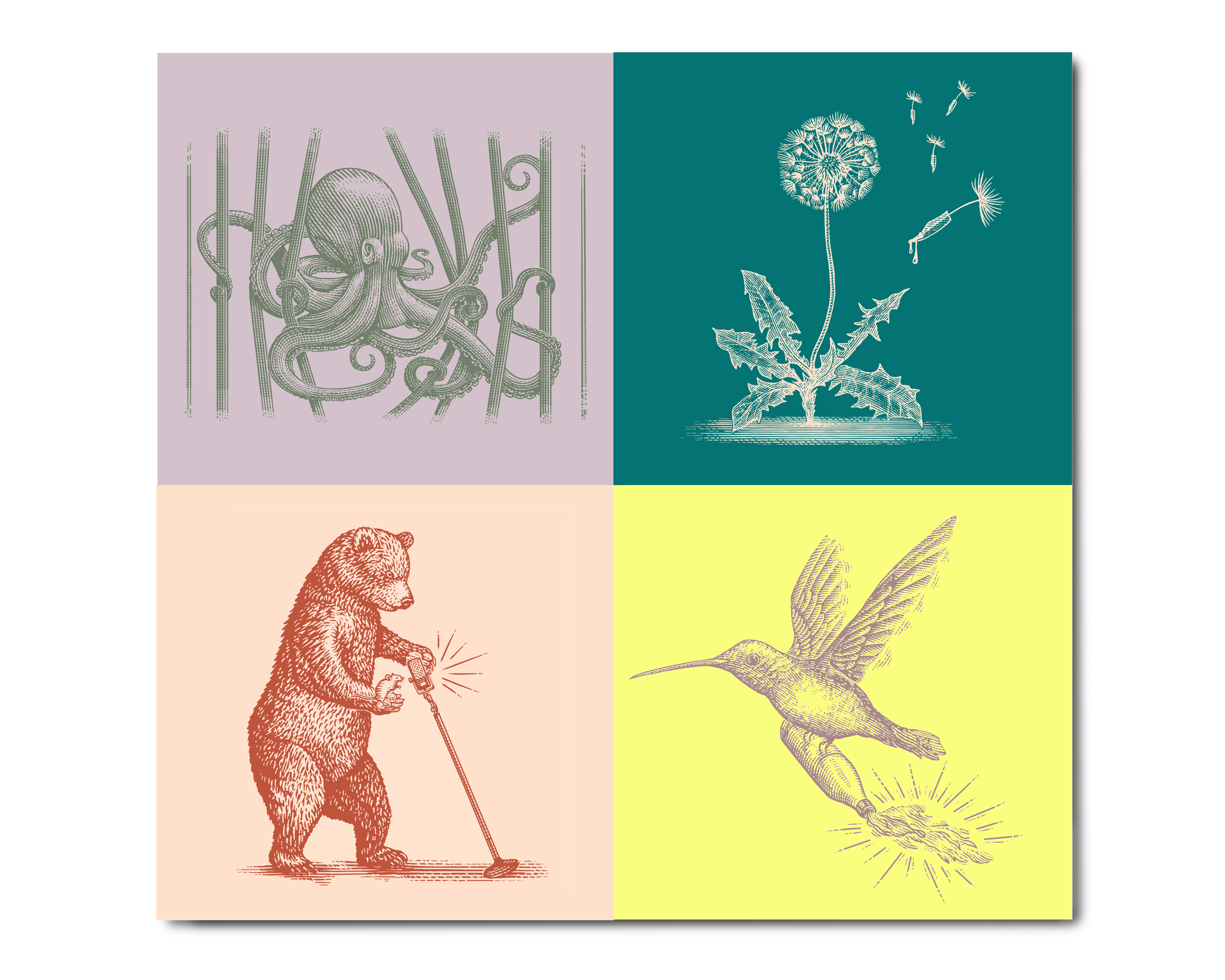 Canary's Revenge Brand Illustrations by Steven Noble artwork branding design drawing engraving etching illustration line art linocut scratchboard steven noble woodcut