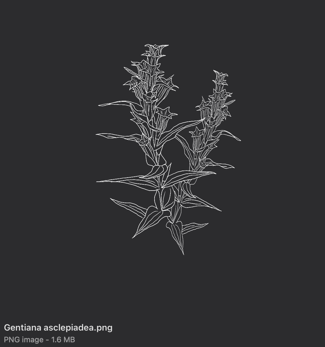 i love plants and i draw them lol graphic design illustration