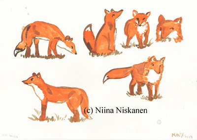 Study of Foxes funny