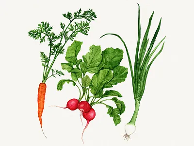 Veggies watercolor food illustration botanical cookbook editorial fall harvest farmers market food hand painted illustration ingredients nature produce artwork vegetable watercolor wellness