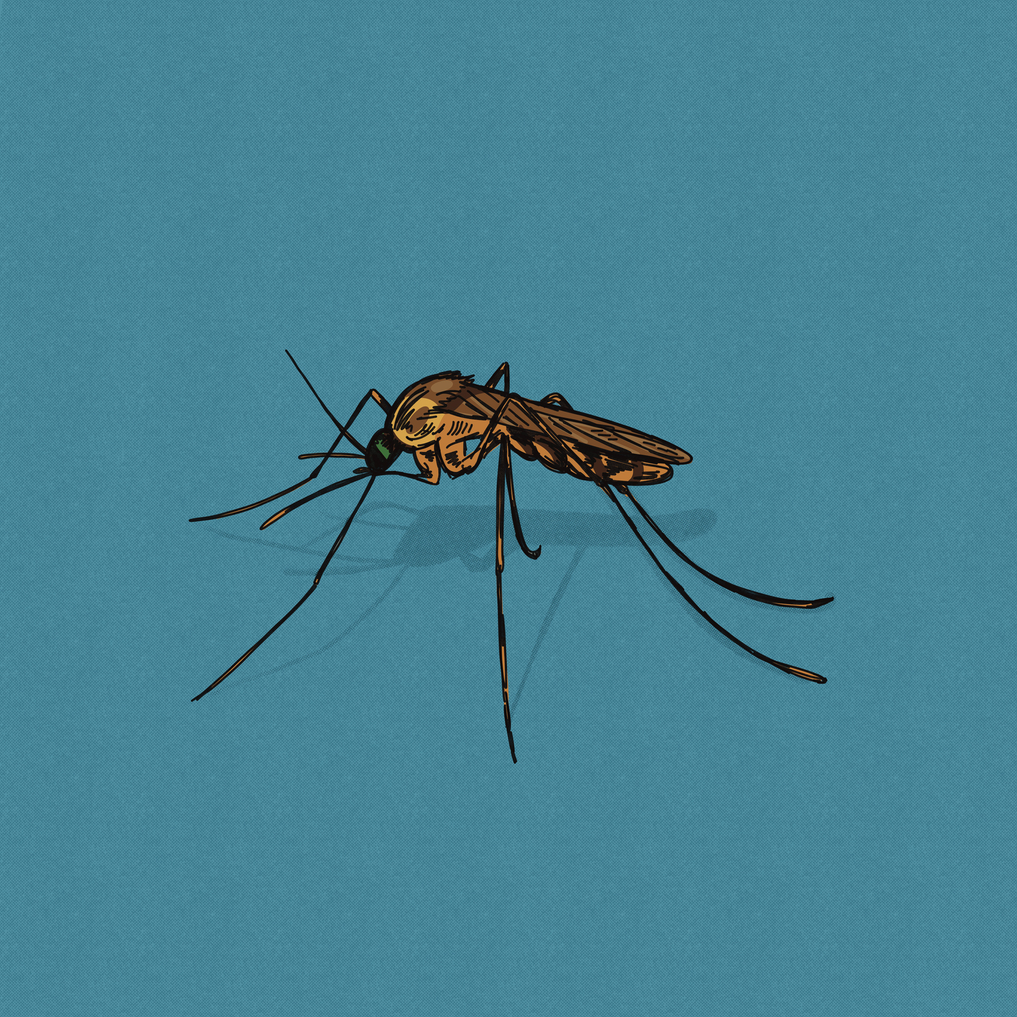 Mosquito Hand-drawn Illustration bug camping digital illustration disease drawing environment hand drawn health hiking illustration illustration art infect insect mosquito needle outdoors pest spread virus