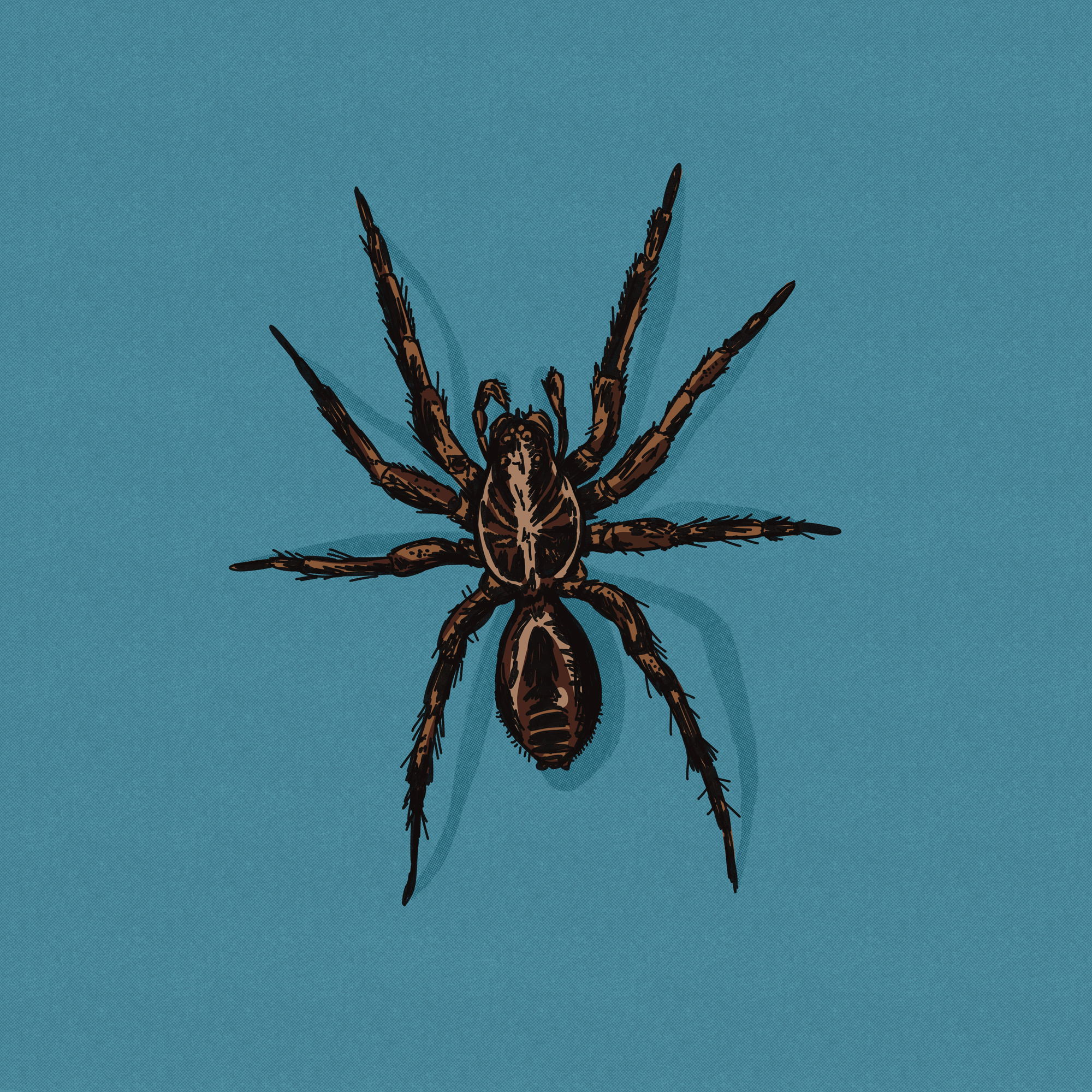 Brown Recluse Spider Illustration arachnid brown recluse bug creepy dangerous digital drawing digital illustration drawing fear gothic hairy horror illustration insect poison poisonous scary spider tattoo venom