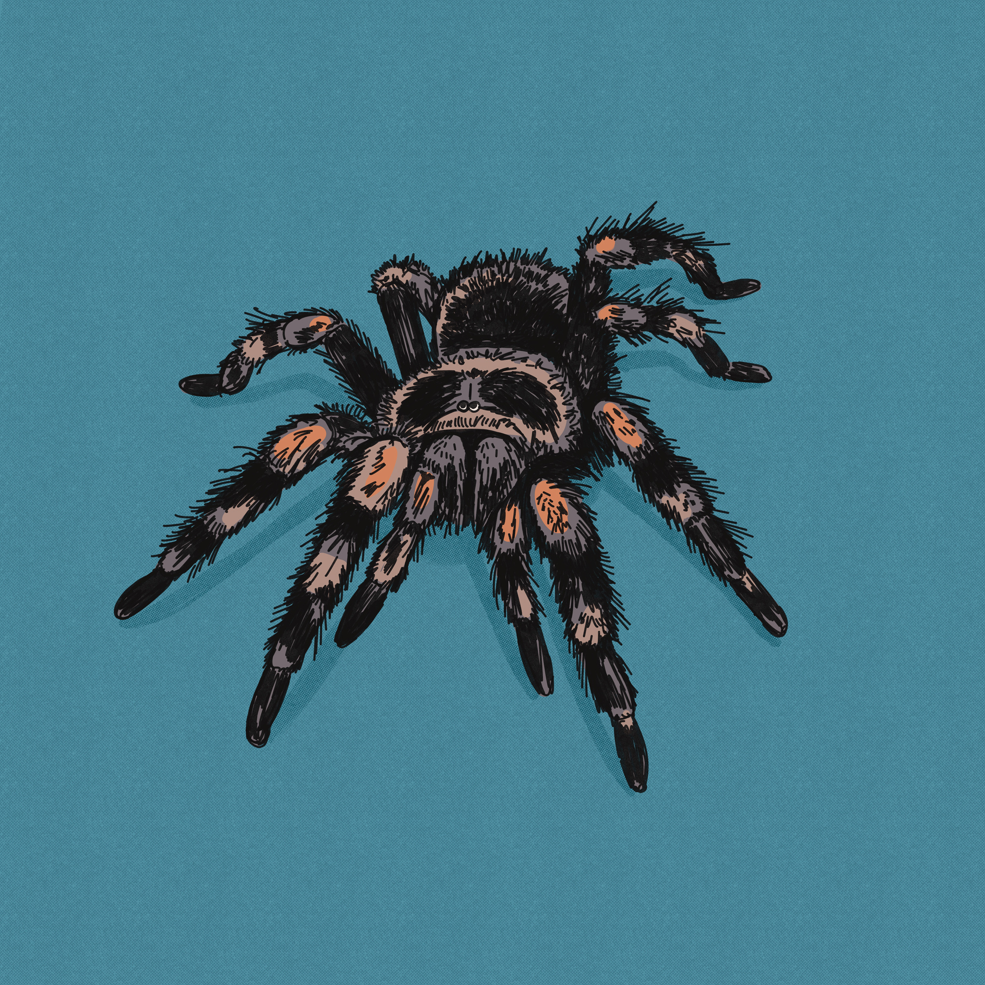 Tarantula Spider Illustration arachnid digital illustration drawing fear gothic hairy halloween hand drawn horror illustration illustration art illustrator insect legs spider tarantula