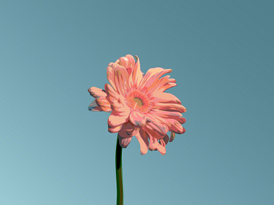 Gerbera blue flowers illustration spring