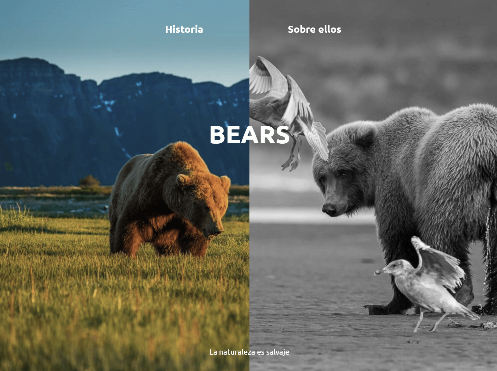 BEARS – Conceptual Web Application animation website clean ui conceptual design conceptual web desarrollo web diseño web frontend framer motion frontend ui animation illustration motion graphics photography responsive website web development website photography