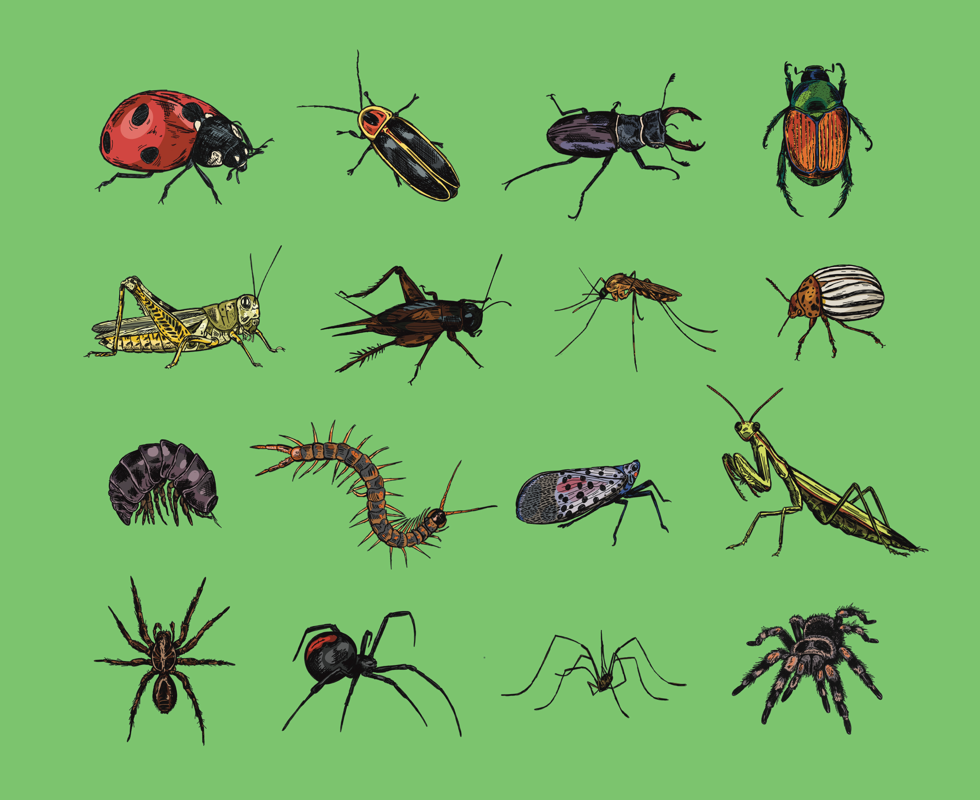 Bug Collection Illustrations backyard beetles bug bugs collection digital illustration drawing grasshopper hand drawn illustration illustration art illustrations illustrator insects nature outdoors pests series set spiders