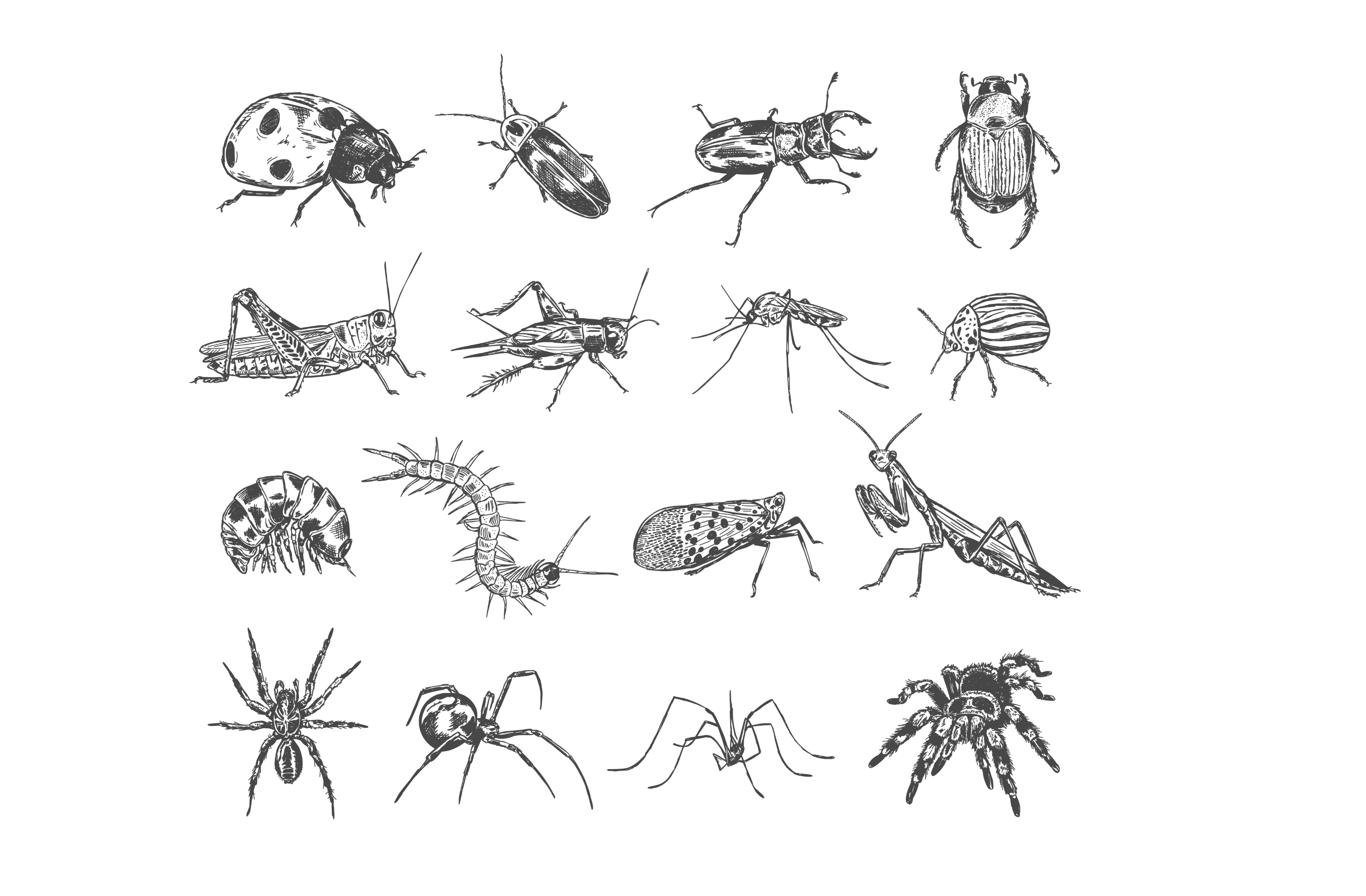 Hand-drawn pen and ink bug collection black and white bug bugs collection drawing engraving etching flash sheet hand drawn ink insect insects line art nature outdoors pen pen and ink sketch species tattoo