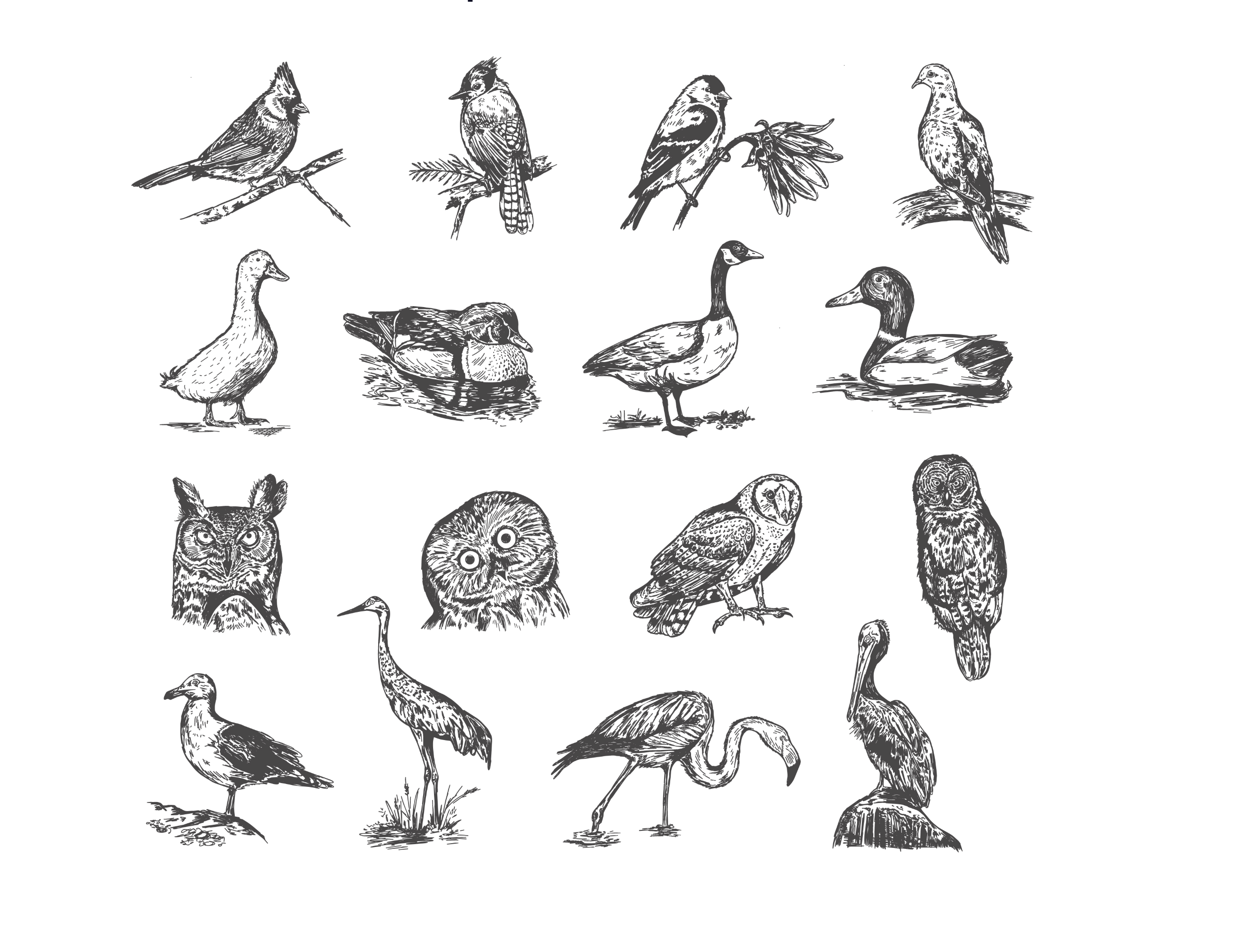 Hand-drawn pen and ink bird collection bird birding birds cardinal collection drawing engraving etching flash sheet hand drawn illustration ink nature owls pelican pen pen and ink series sketch wildlife
