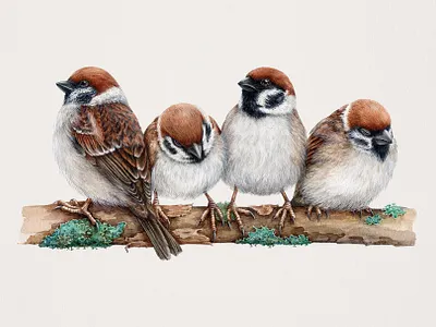 Watercolor sparrow birds illustration for packaging bird bird illustration branding commission custom illustration design drawing hand drawn illustration nature packaging packaging design sparrow watercolor wildlife