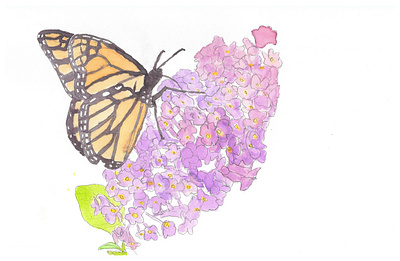 Butterfly butterfly watercolor