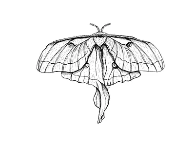 Luna Moth artist canada drawing illustration inking linedrawing lunamoth moth nature natureillustration procreate