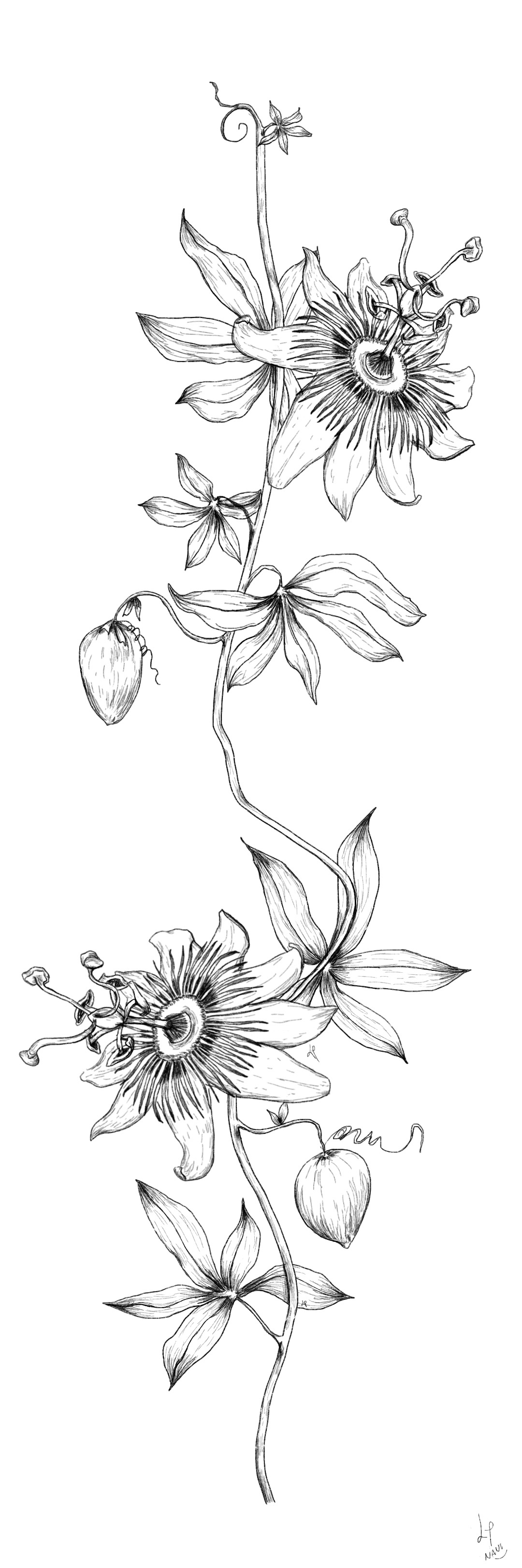 Passion Flower artist botanicalart drawing flower illustration ink nature passionflower procreate