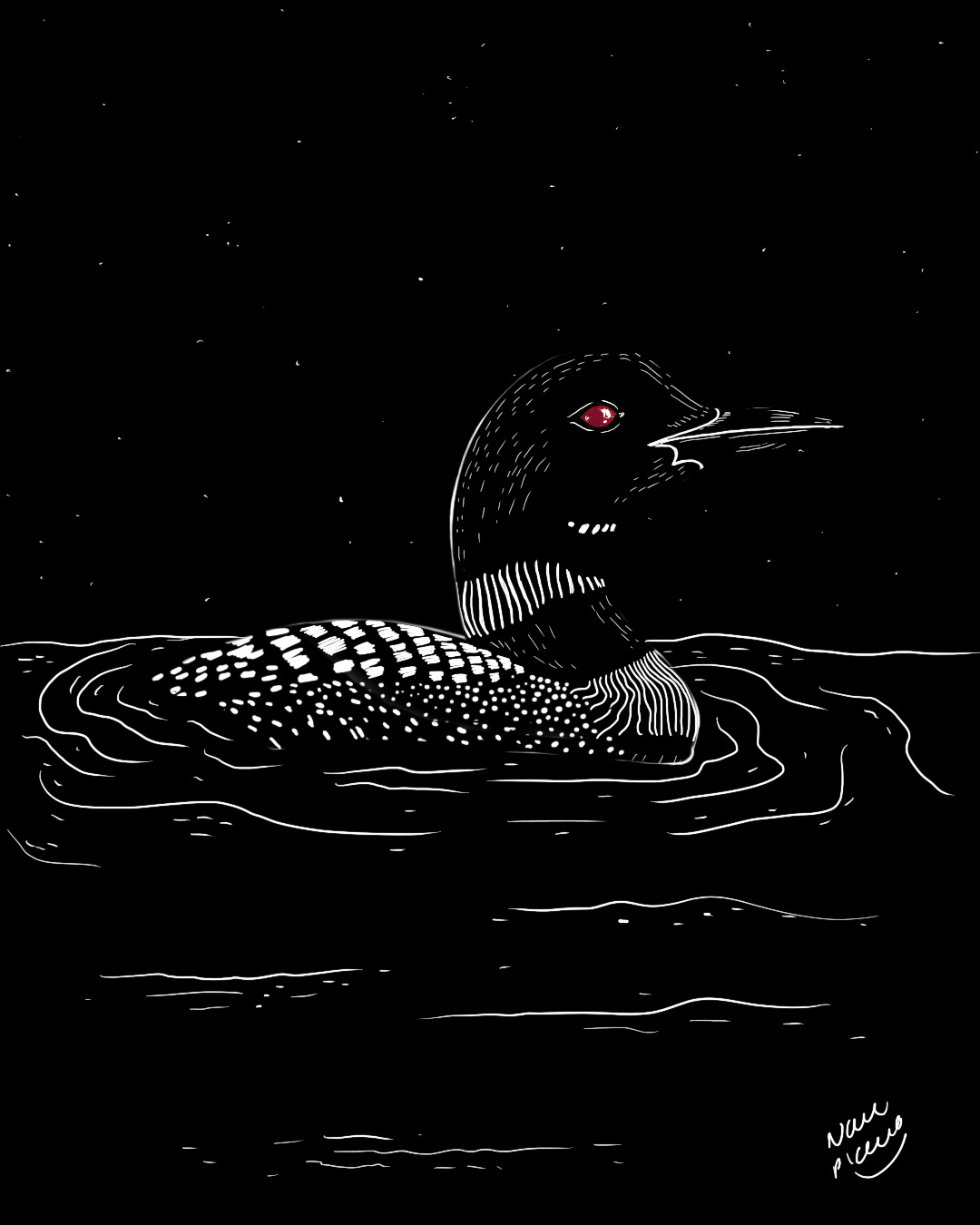 Canadian Loon bird canada canadianloon drawing illustration lake loon nature procreate