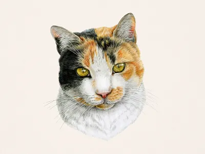 Hand-drawn custom calico cat portrait in colored pencils calico cat cat cat illustration cat portrait color pencil commission custom illustration drawing hand drawn illustration pet pet portrait portrait commission