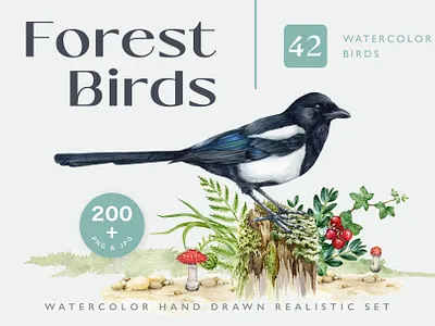 Forest Birds Hand Drawn Watercolor Illustration Set animal animal illustration bird bird illustration botanical commission design drawing floral forest birds hand drawn illustration nature packaging packaging design watercolor watercolor birds watercolor illustration watercolor painting wildlife