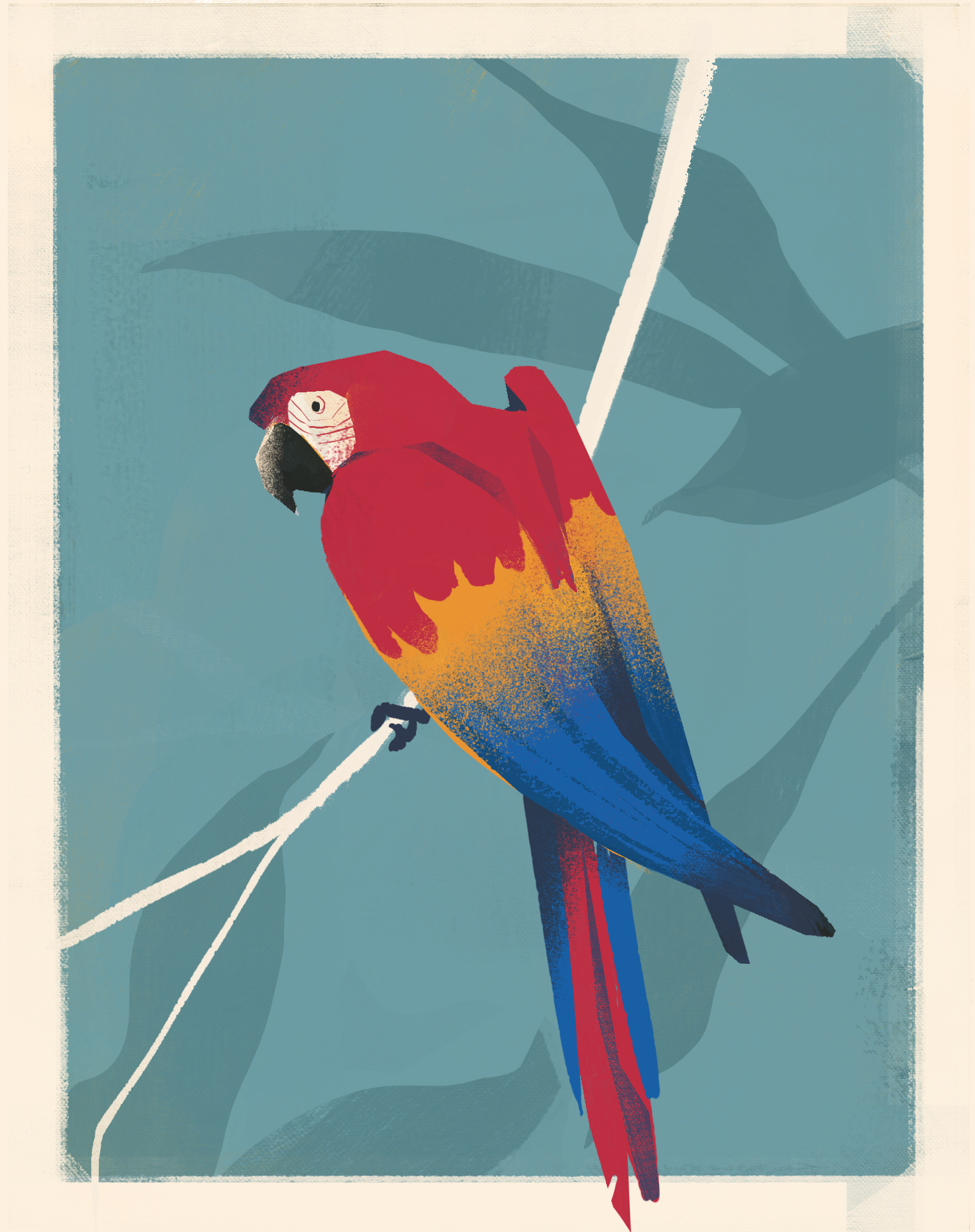 Macaw