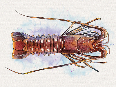 Spiny Lobster digitalart food food and drink illustration lobster sea seafood watercolor