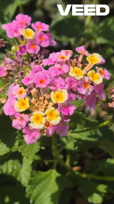 Floral Light Exploration