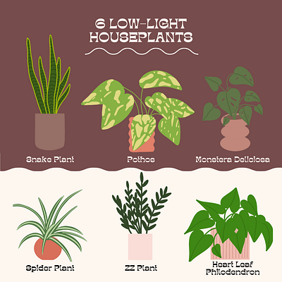 Houseplant Illustration for HGTV Canada botanicals digital artist digital creator digital design graphic design houseplant illustration illustrations illustrator