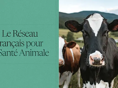 French network for animal health animal french green health medical network outside pets pills ui ux veterinary website
