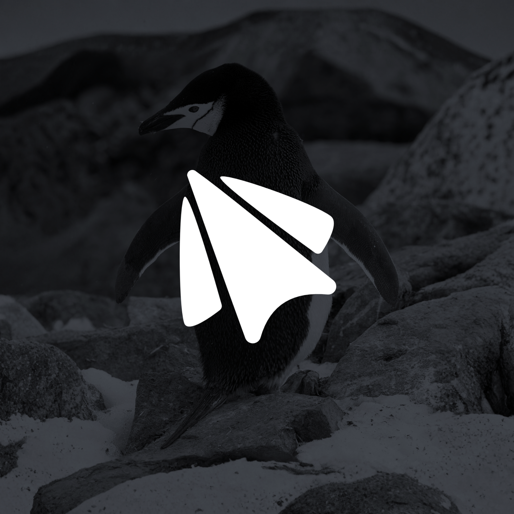 Pengo | Custom Travel Agency Brand Identity Design with Penguin