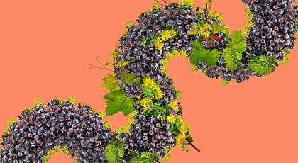 Cult wine investment launch