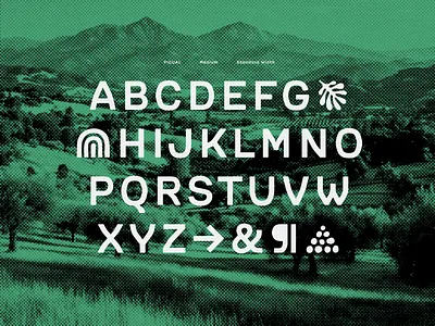 Picual Typeface – ABC abc branding font green halftone icons organic packaging type typeface typography vintage