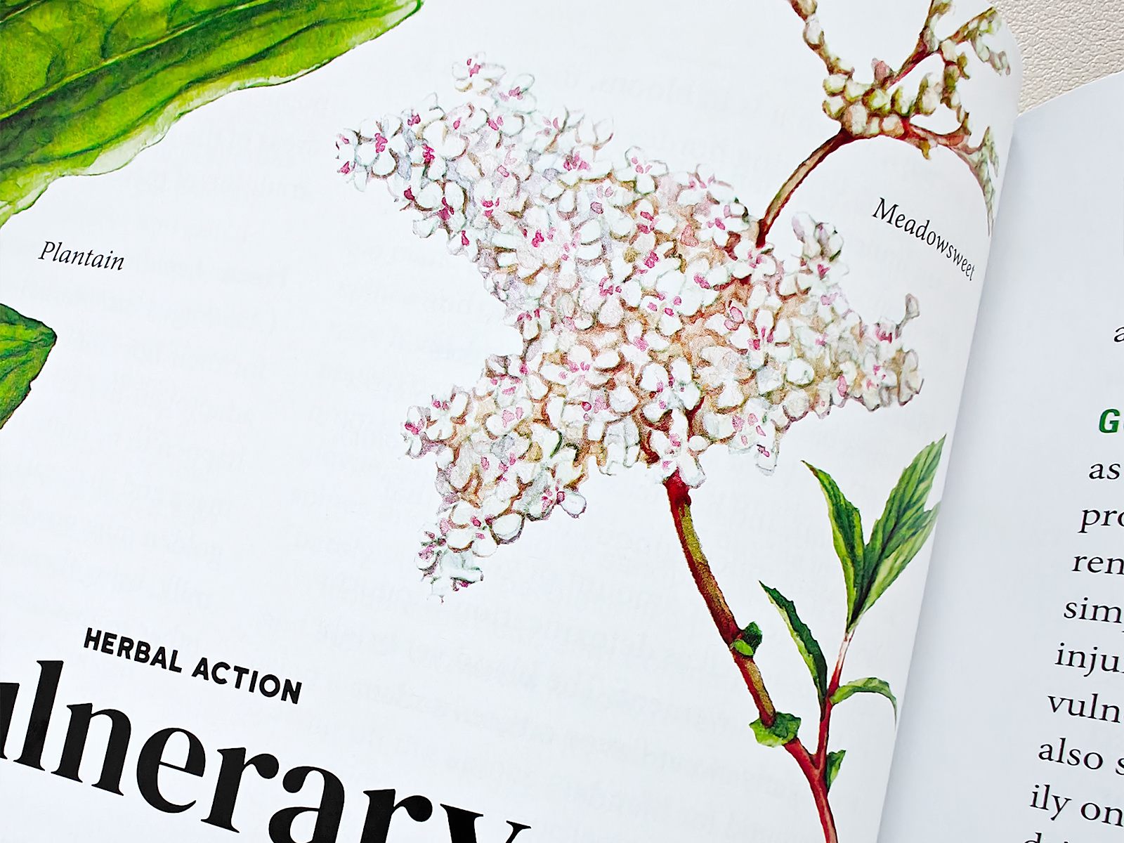 Herbal Gut Health chapter illustration