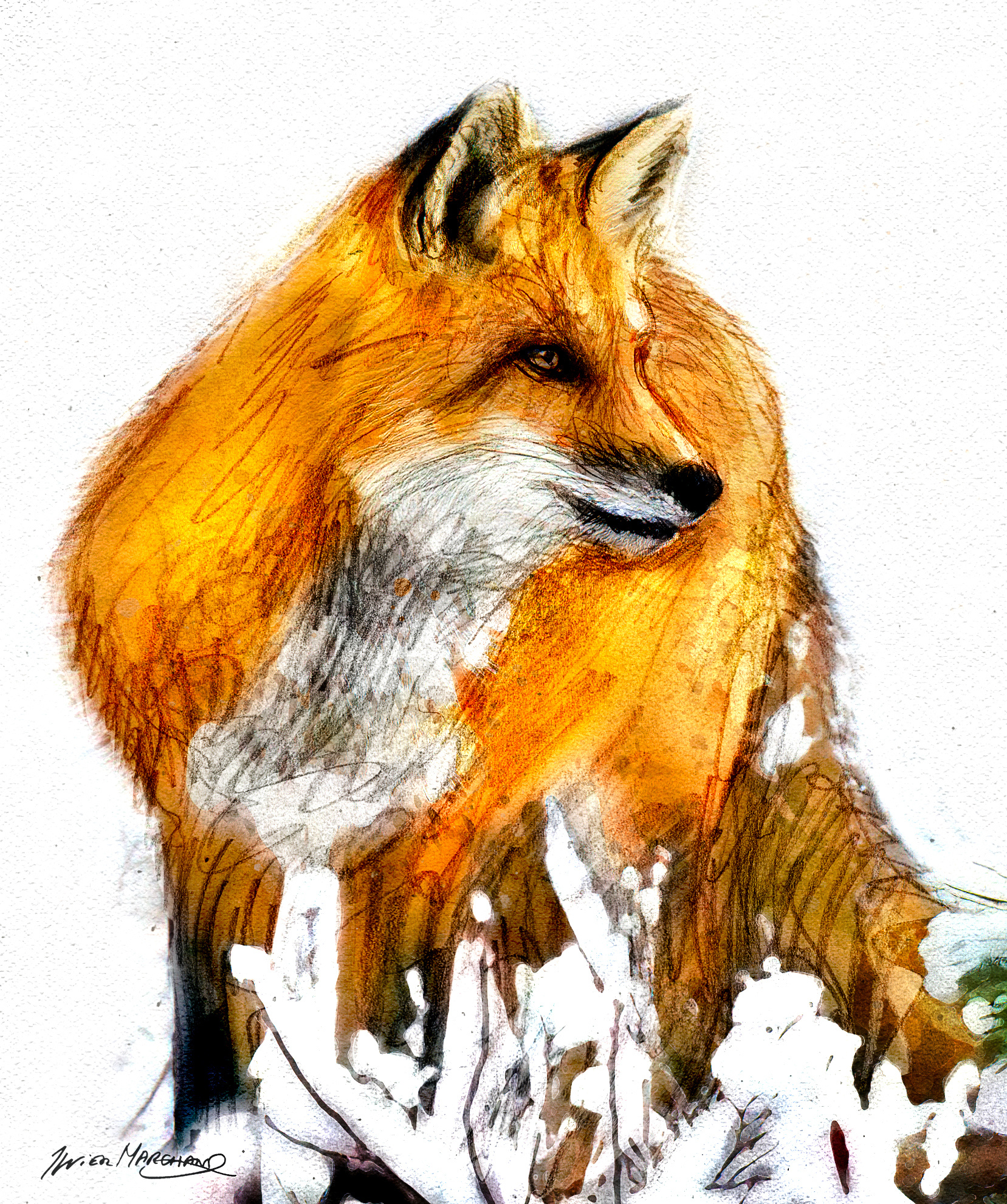 Renard en hiver