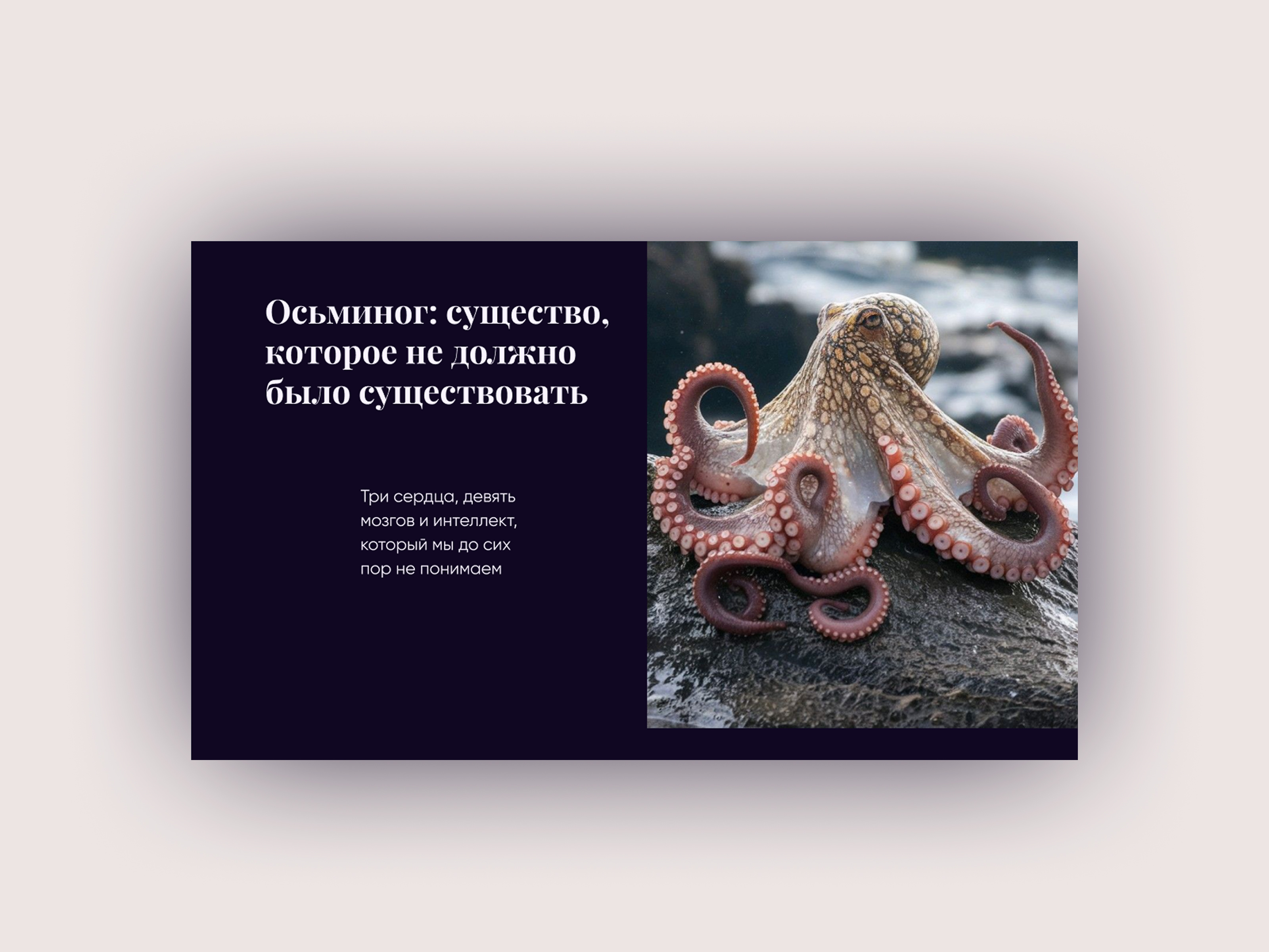Longread "10 Interesting Facts About Octopuses"